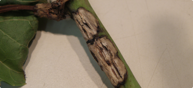 Grape stem showing older lesions which have developed a flaky appearance 