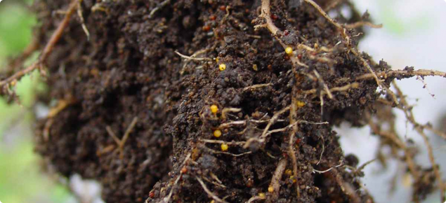 Potato Cyst Nematode (PCN) on potato roots.  Smalls golden or dark brown galls have formed on the roots, which are the cysts containing nematode eggs.