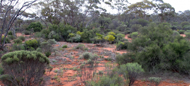 Photograph of a eucalypt-eremophila woodland community in good condition