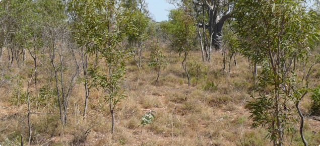 Pindan pasture in good condition. Yeeda land system, West Kimberley