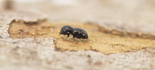 Polyphagous shot-hole borer