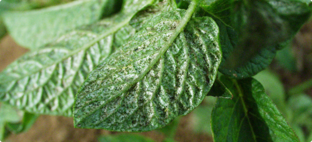 Palm thrips signs of feeding on a potato leaf