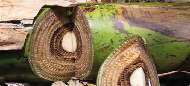 A banana plant stem with a section cut out showing rings of discoloured tissue, a symptom of Panama disease.
