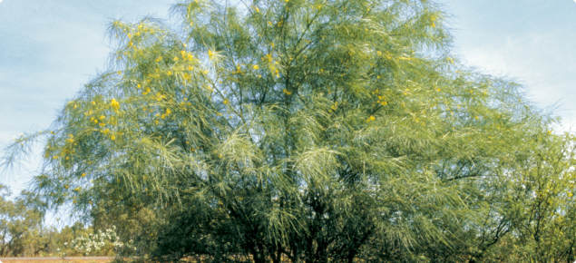 Parkinsonia is a large shrub or small tree