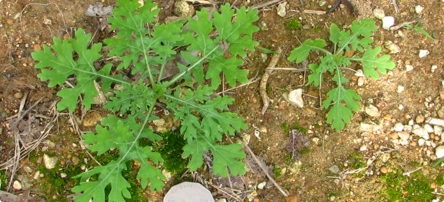 Parthenium weed seedlings