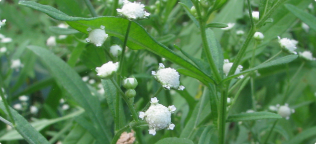 Flowering parthenium plant with white flowers