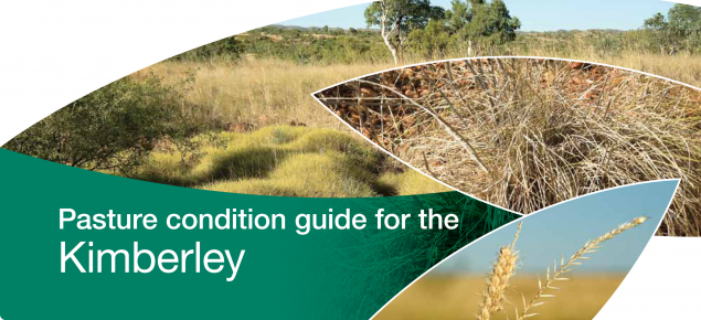 Photo caption: The Pasture condition guide for the Kimberley includes information for pastoralists on the 17 most common pasture types throughout the Kimberley.