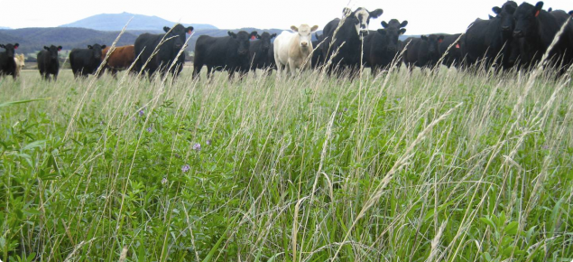 Pasture and grazing cows - as emissions from livestock are the major source of agricultural GHG emissions in Western Australia