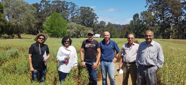 Pathology team standing in oats at Manjimup