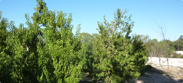 Grey foliage in a nectarine tree indicates it is infested with peach silver mite