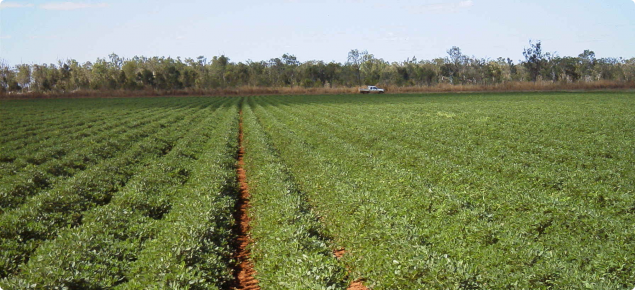 A crop of peanuts in northern WA. Peanuts was one of the crops investigated in the Economic Analysis of Irrigated Agriculture Development Options for the Pilbara report