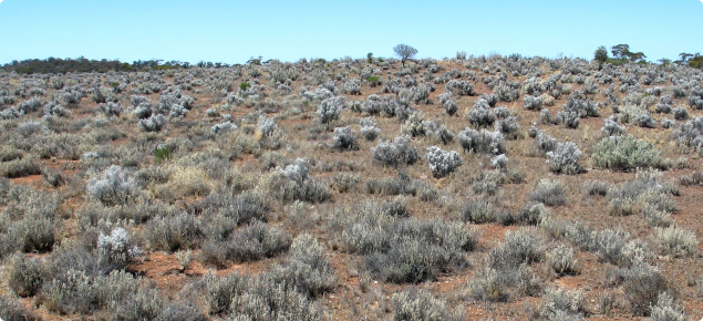 Photograph of a pearl bluebush community in good condition (southern rangelands)