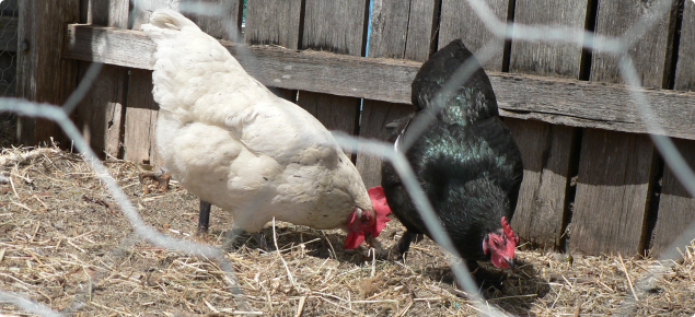 White and black backyard chickens in a fenced fowl run pecking ground for food.
