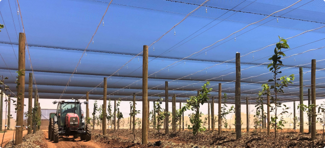 Photo of persimmon trial in netted orchard