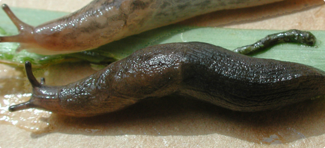  Black keeled slug (bottom) and reticulated slug (top)