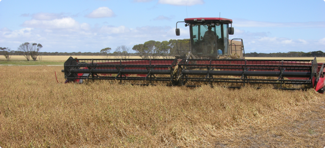 Swathing field peas