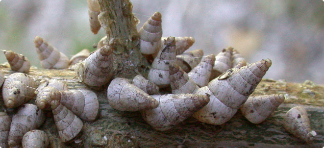 Small pointed snail