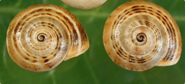 White Italian snail
