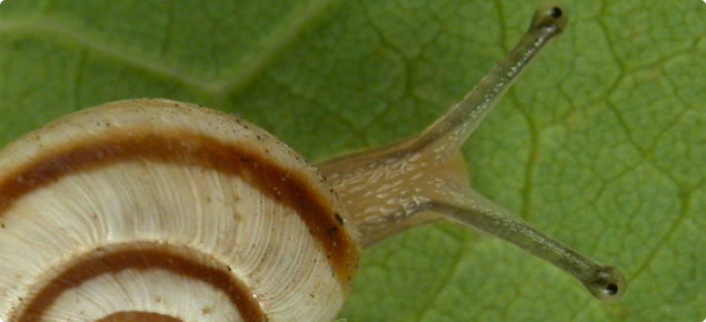 Vineyard Snail