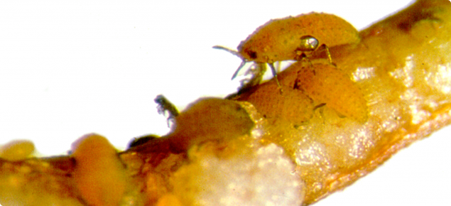 Image of live grape phylloxera on grape roots