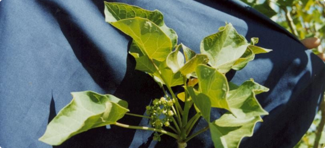 Physic nut flowers.