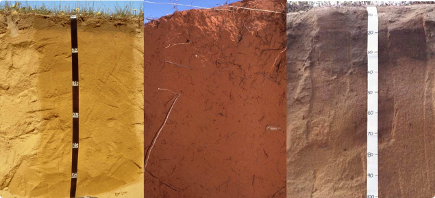 Yellow deep sand Eradu sandplain (left), Red deep sand Murchison (centre), Brown deep sands Kukerin (right)