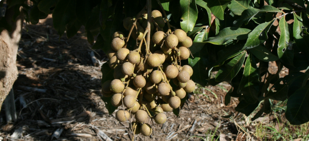 Close-up of a bunch of longan fruit