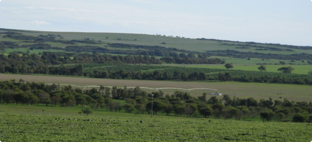 Irrigated pasture in the Irwin Valley, east of Dongara