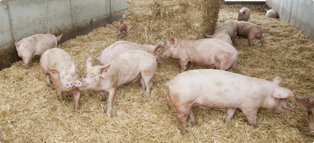 Pigs use straw for bedding but it can be put to other uses