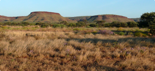 Photograph of Pilbara pasture in fair condition