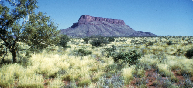 Photograph of a pilbara pastoral area