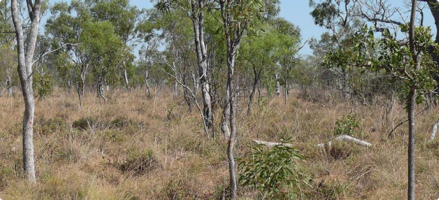 Photograph of Pindan pasture in good condition