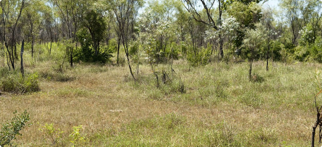 Photograph of Pindan pasture in the Kimberley in fair condition