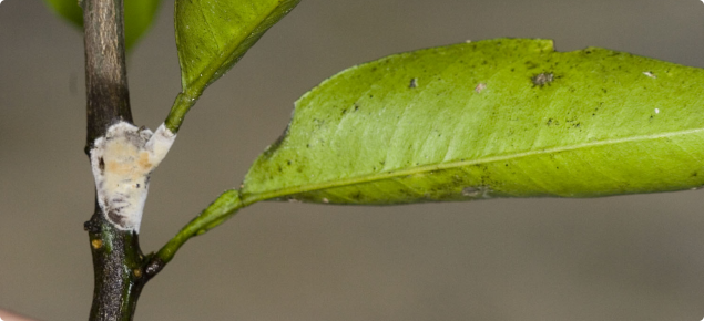 Pink disease on citrus stem. The white and pink material shown is the fungus which has produced an encrusted growth on the stem.