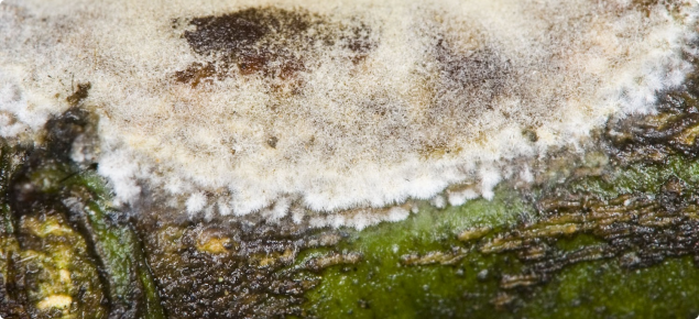 Erythricium salmonicolor growth on citrus stem showing the white-pink-grey coloured hyphal mass