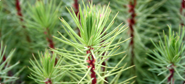 Pinus pinaster seedlings being grown for tree farming