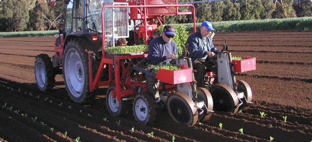 Cauliflowers being planted into loam soil using a mechanical plant and strip incorporation of fertiliser