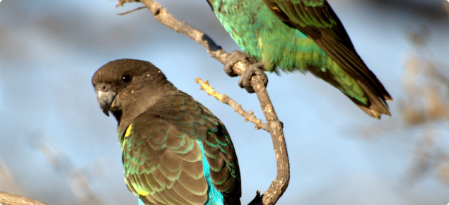 A pair of Myer's parrot sitting on a tree branch in the wild.