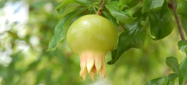 Young pomegranate fruit