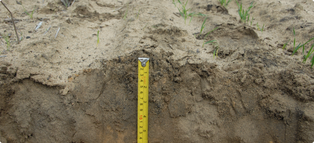 Poor wetting up and crop establishment in knife point sown furrows in water repellent sand