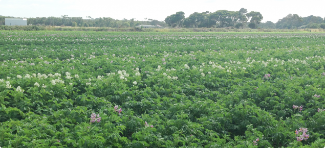 Potato crops in flower