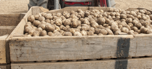 Potatoes in harvest bin