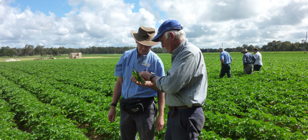 DAFWA staff and growers inspect a seed potato crop