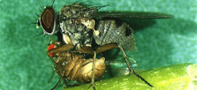 Natural enemies such as this predatory fly help control potato leafminer flies. Photo courtesy Dr A. Winotai