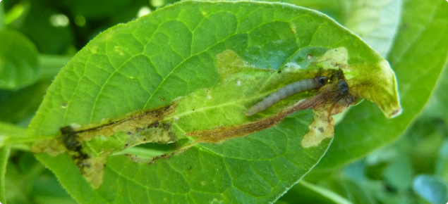 Potato tuber moth is an important pest of potato crops with the larvae being the damaging stage