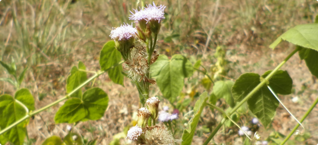 Praxelis flowers and seeds