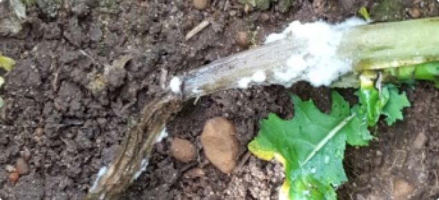 Dead canola plant with pre-flowering sclerotinia infection.