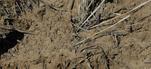 Preferential wetting up of water repellent soil below the previous years standing stubble