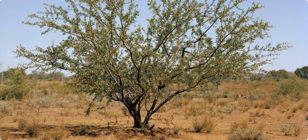 Prickly acacia tree