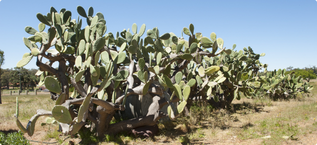 Opuntia species growing from dumped cuttings